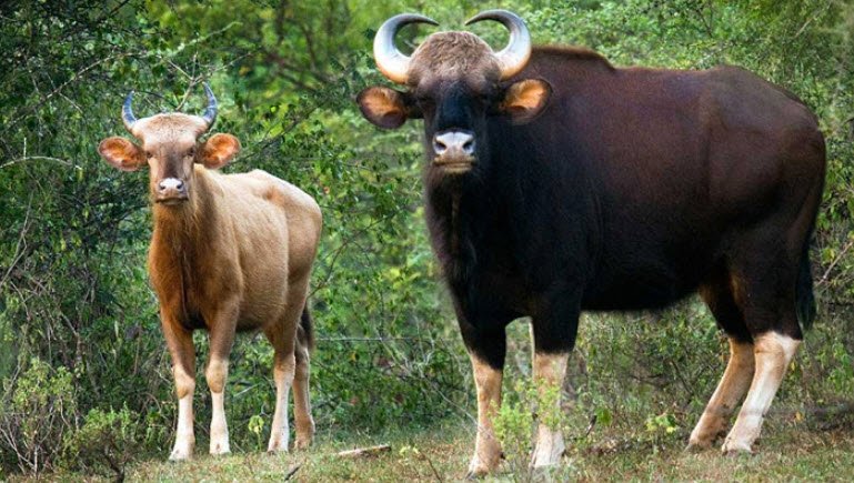 Shendurney Wildlife Sanctuary, Kollam, Kerala - Vushii.com Shendurney Wildlife Sanctuary, Kollam, Kerala - Vushii.com